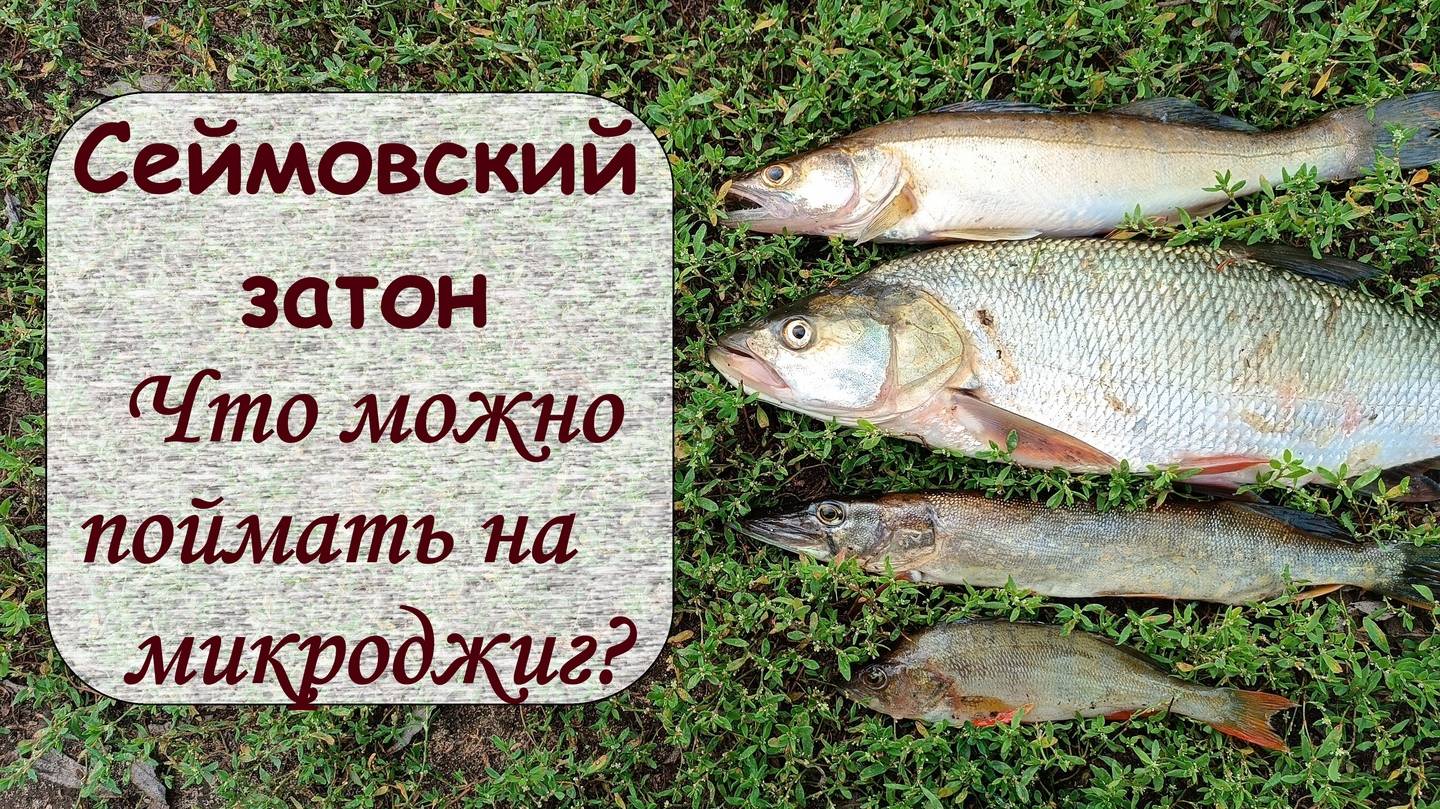 Сеймовский затон. Что можно поймать на микроджиг смотреть онлайн