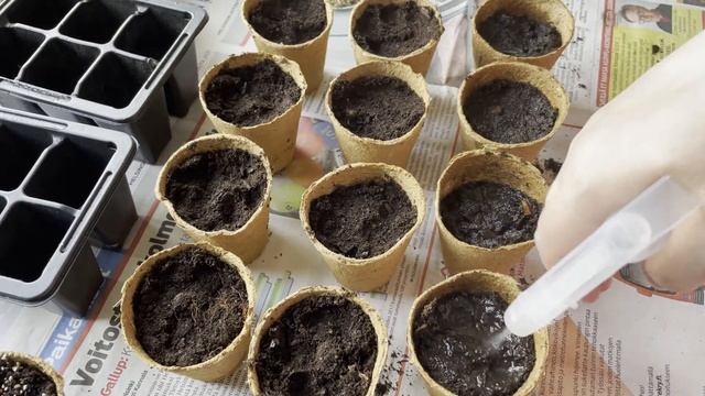 Как посадить календулу ноготки на рассаду.