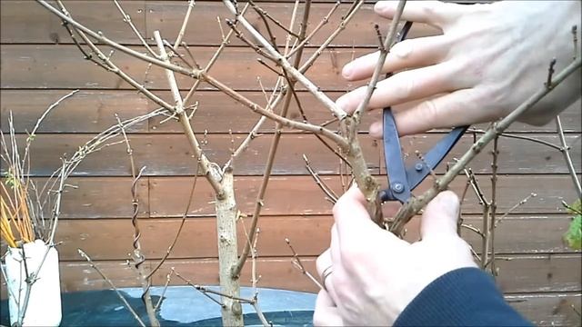 Acer Campestre Forest 1: preparing the trees смотреть онлайн