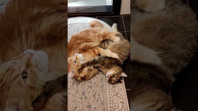 #первоуральск #дом #котики смотреть онлайн