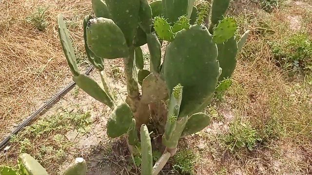 cuántos nopales tiernos produce una raqueta de nopal imperial? смотреть онлайн