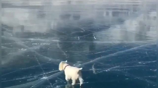 Олени. Благородные олени. Красивая природа смотреть онлайн