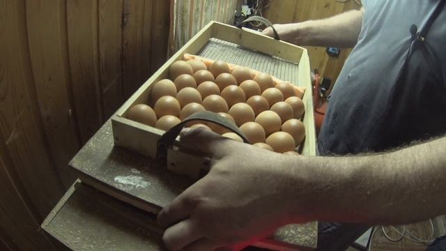 Ломан браун. Овоскопирование.