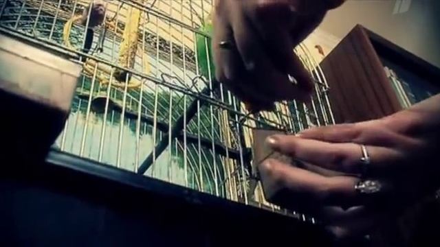38 Ядовитая посуда смотреть онлайн
