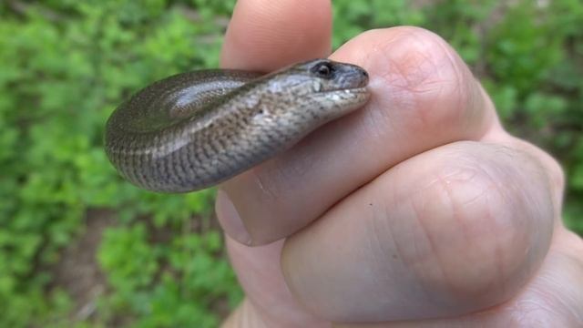 Веретеница укус Anguis fragilis 20190603 смотреть онлайн