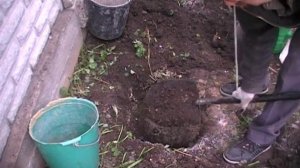 посадка лимонника китайского( с восточной и западной стороны)