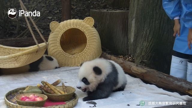 The Adventure Of Ji Xiao | iPanda смотреть онлайн