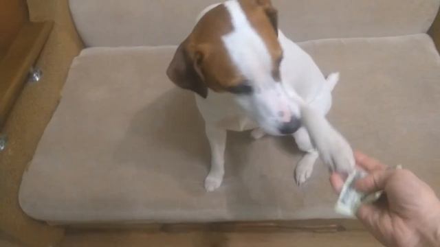 Как правильно дрессировать собак смотреть онлайн