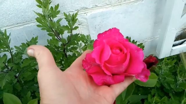 Ярко - розовая роза. Июнь 2021. смотреть онлайн