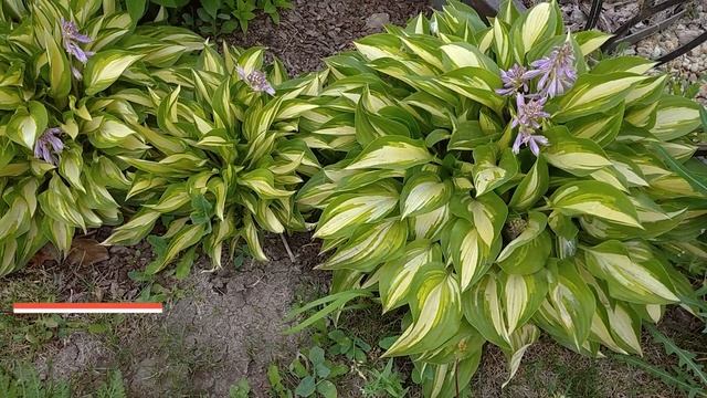 Хоста - красивое растение для тени. Прогулка по саду с хостами смотреть онлайн
