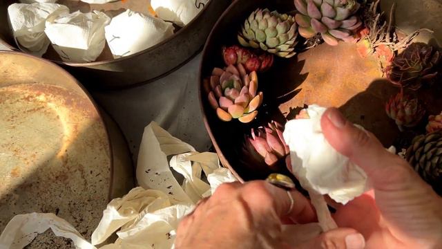 Unboxing Let Love Grow Succulents Sept 2023 - TCS011 смотреть онлайн