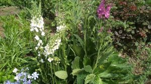 Вербаскум в моем саду!