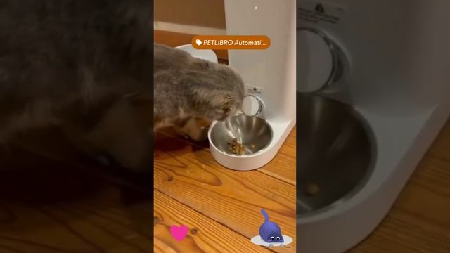 Кот освоил автоматическую кормушку