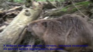 Детям о животных: Бобры