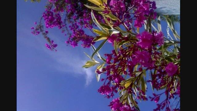 TANGO A MEDIA LUZ LADY HAGUA смотреть онлайн