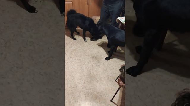 🐶Кате СКУЧНООО 😉 смотреть онлайн