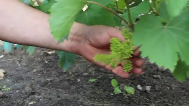 Нормировка куста винограда гроздями смотреть онлайн