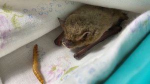 Средиземноморский нетопырь