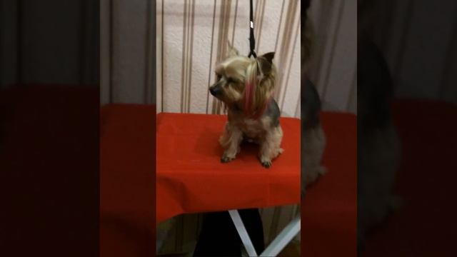 Стрижка йорка смотреть онлайн