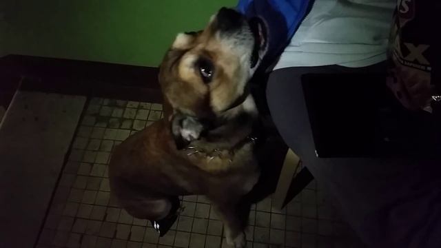 Собака Лестер Выпрашивает Печеньки. Порода Ка де Бо. смотреть онлайн