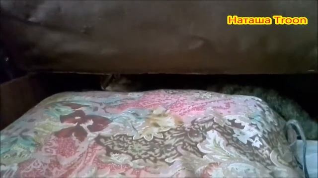 Кот притоился внутри кровати смотреть онлайн