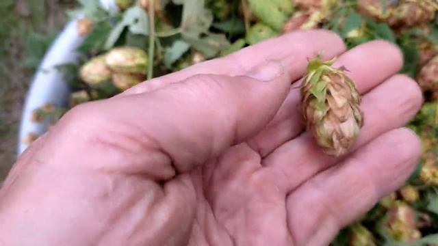 Хмель - когда и как собирать. смотреть онлайн