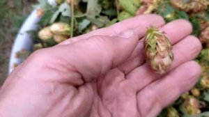 Хмель - когда и как собирать.