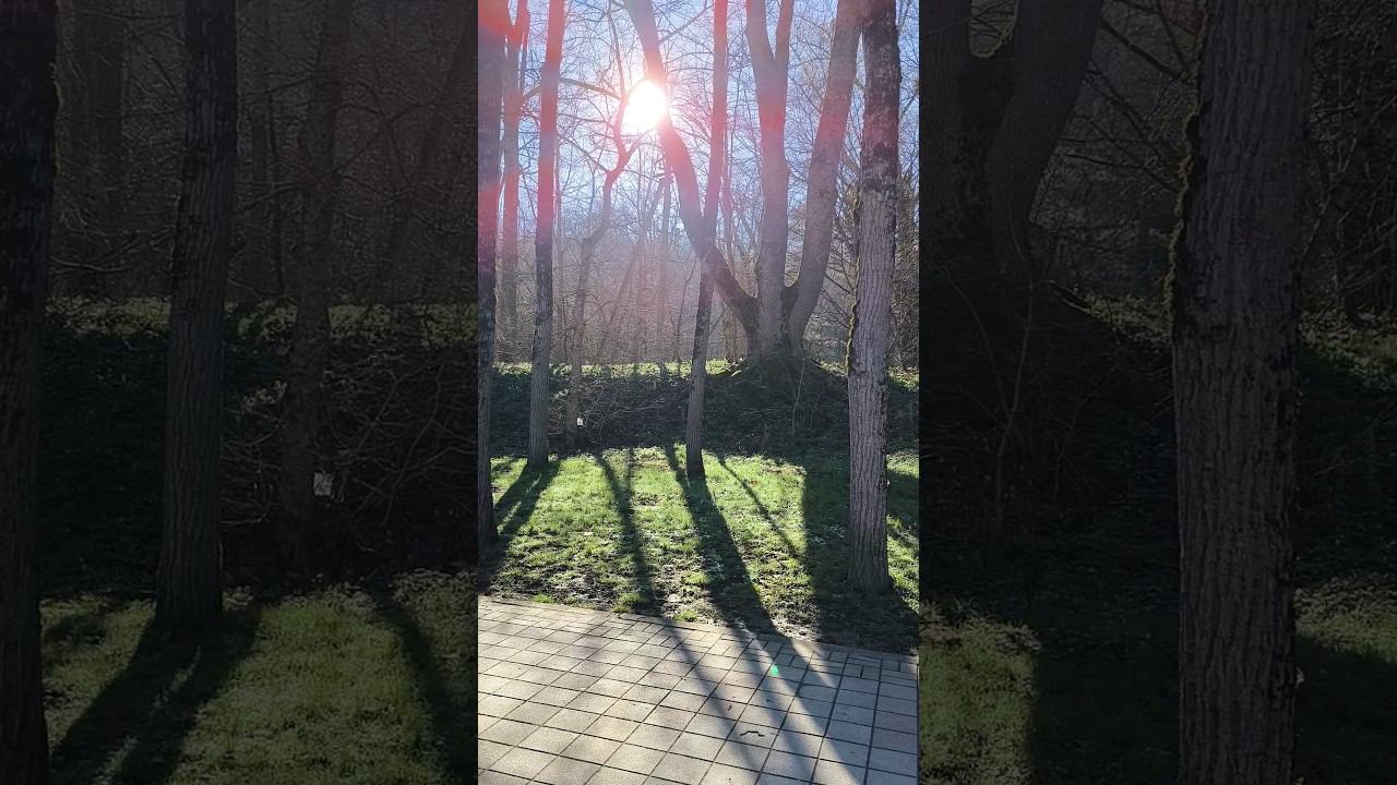 Утренний лес в Горячем Ключе. Весна. Март. Кубань. Ставрополье. Природа юга России