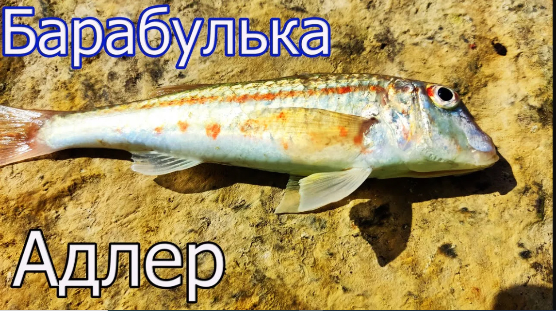 Рыбалка с Пирса, Чёрное Море, Адлер, Глубина 2,2м. Ловля БАРАБУЛЬКИ на поплавок. Подводная съёмка смотреть онлайн
