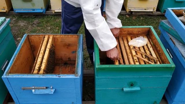 Объединение пчел весной смотреть онлайн