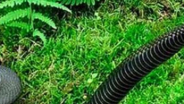 В ЧЕМ СИЛА МАНГУСТА КОГДА ОН ПРОТИВ ЗМЕИ почему зверек не боится даже самой опасной кобры смотреть онлайн