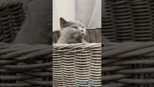 The best hypoallergenic cats смотреть онлайн