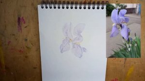 МК  Акварельнийскетч "Півник"