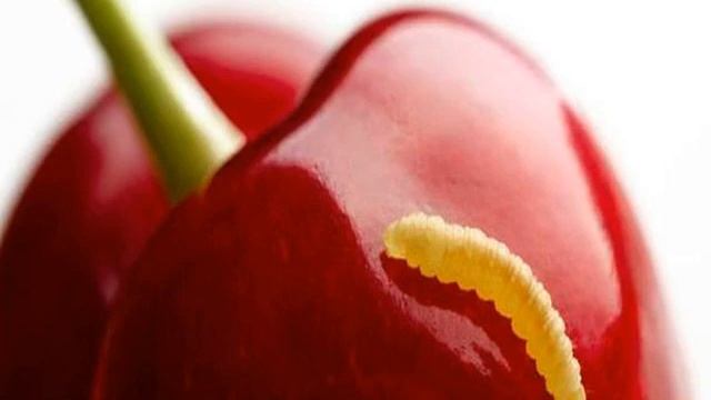 Черви в черешне