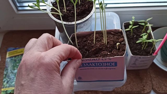 Что посеяла, что взошло... Мои впечатления☺ смотреть онлайн