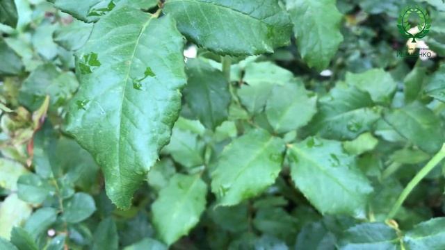 Роза Чандос Бьюти / Chandos Beauty. Видео/карта. Питомник ? и ? Е. Иващенко