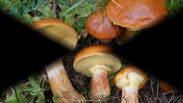 Съедобные грибы смотреть онлайн