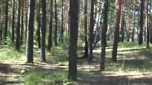 Лесной Человек смотреть онлайн