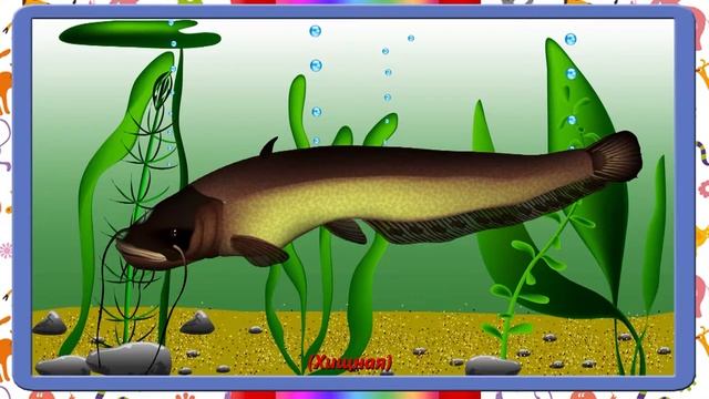 "Рыбы хищные и мирные" смотреть онлайн