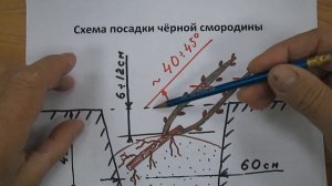 Схема посадки чёрной смородины