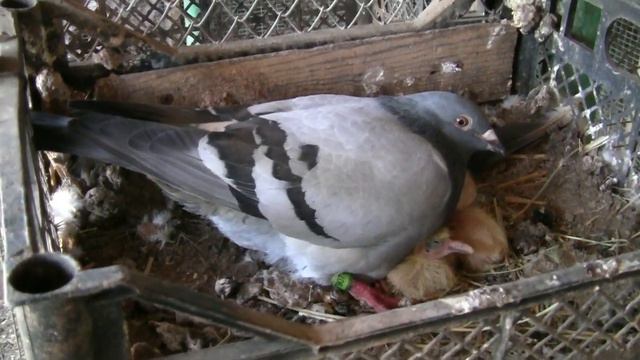 Немного о спортивных голубях,по просьбе подписчиков . смотреть онлайн