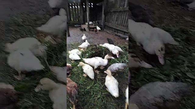 небольшое знакомство с хозяйством#пернатыежители#нашадомашняяптица#жизньвбеловежскойпуще смотреть онлайн