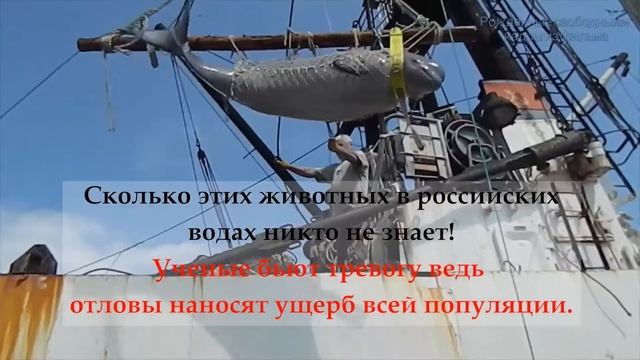 запретить отловы косаток и белух смотреть онлайн