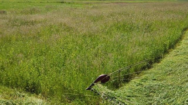 Сезон сінокосу 2022 відкрито, косимо польською косою на т 25 смотреть онлайн