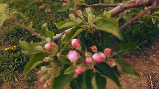 Apple Blossom Time Lapse смотреть онлайн