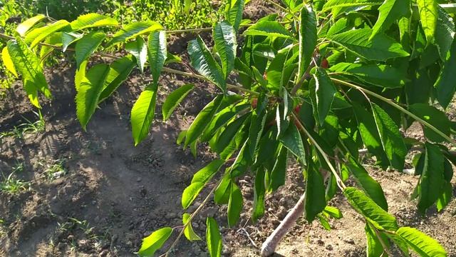 Сорт черешні "Октавія", сигнальне плодоношення, яке приємно здивувало!!!! смотреть онлайн