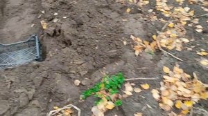 Как сохранить черенки гортензии зимой?