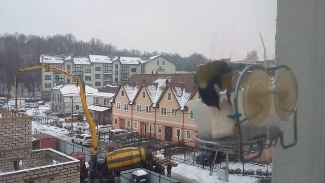 Синицы, семечки и сало смотреть онлайн