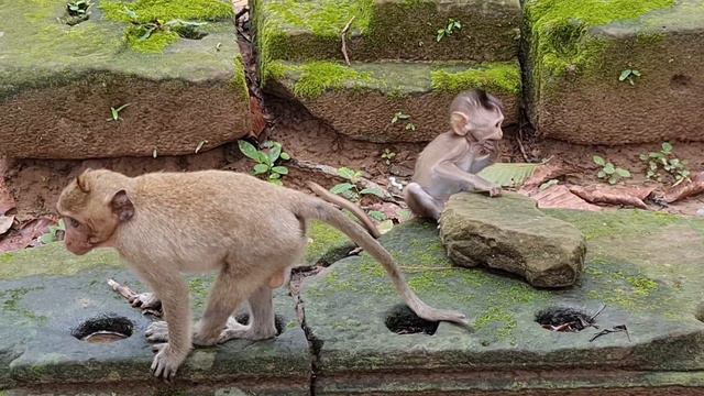 Matin Baby Monkey And Family At Bayon Temple