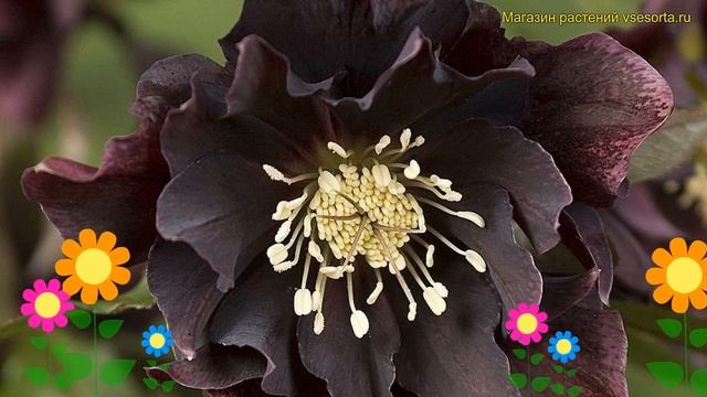 Морозник восточный Дабл Еллен Пурпл. Краткий обзор helleborus orientalis Double Ellen Purple смотреть онлайн